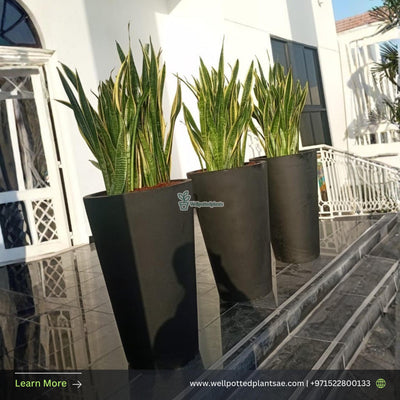 SNAKEPLANT XL in fiber pot Each Plants UAE.