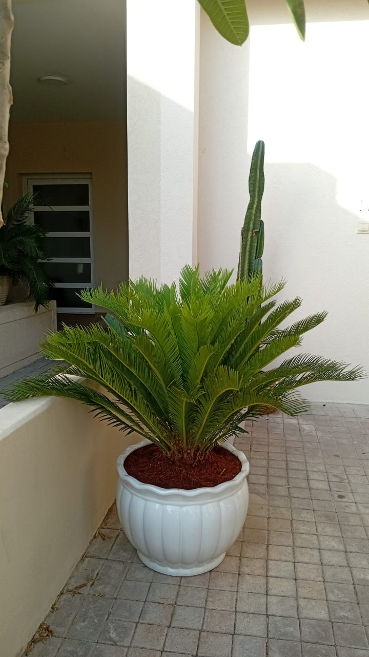 Sago Palm Large Indoor Plants Dubai