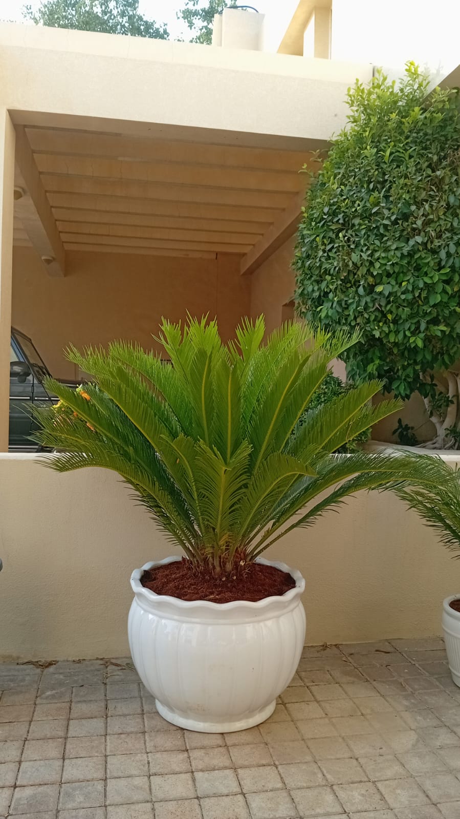 Sago Palm Large Indoor Plants UAE