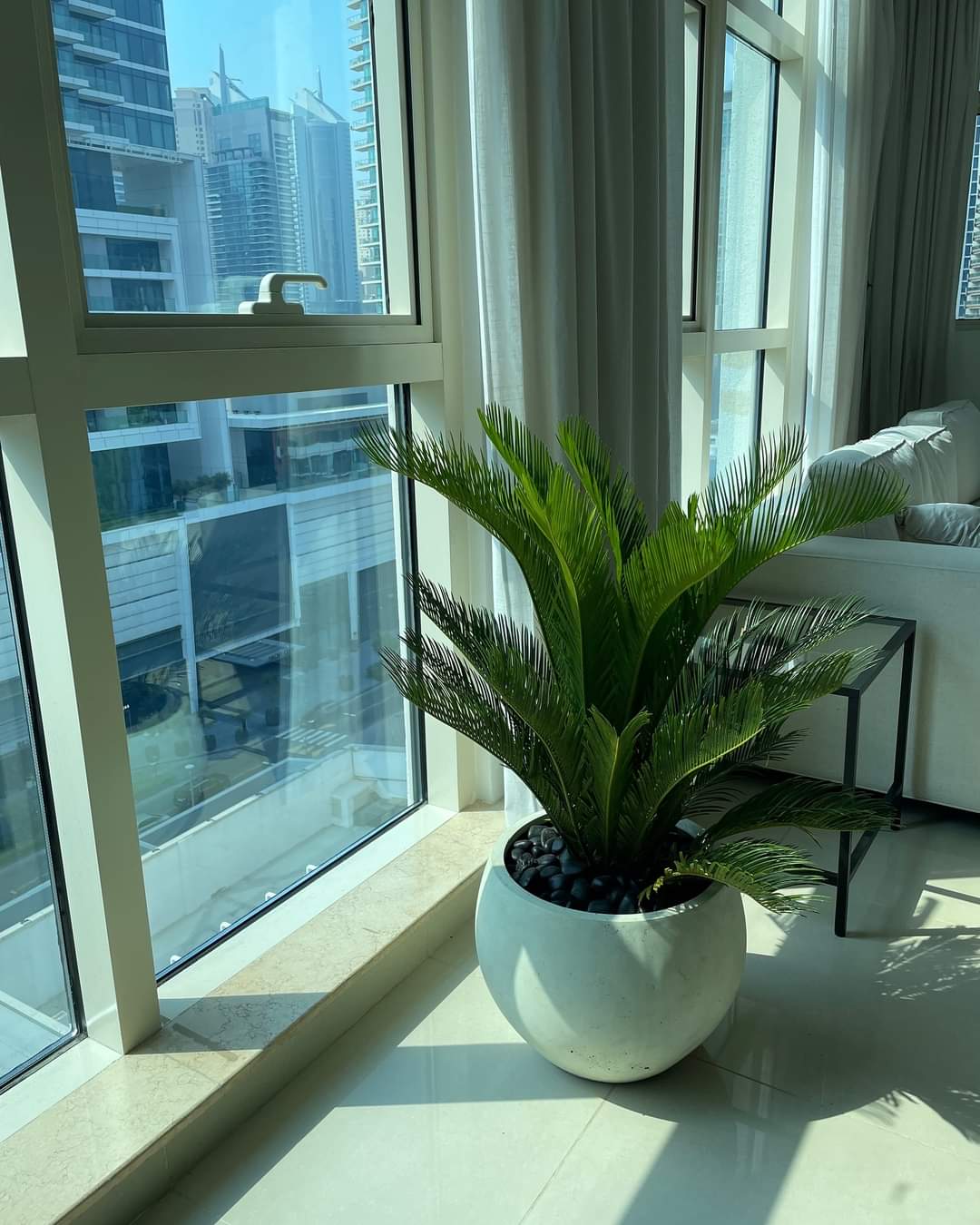 Sago Palm in Classy Fiber Pot Balcony Plants UAE.