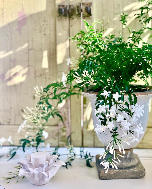 Jasmine Flowers in White Pot PROMO