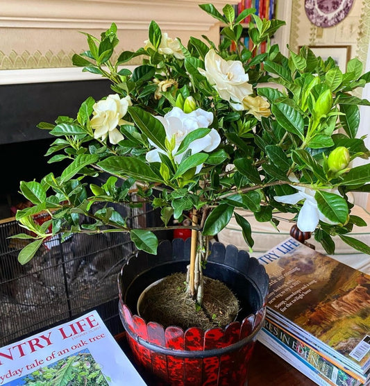 Gardenia table plant size NEW