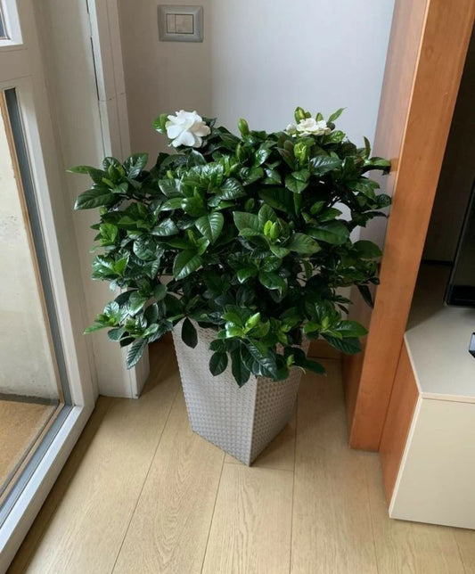 Office Plant Blooming Gardenia Big NEW