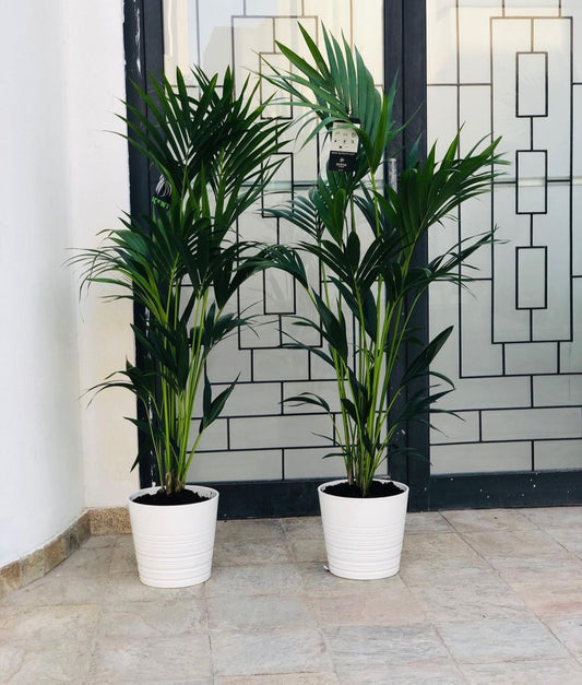 Office Plant Kentia Palm in White Pot Each 150cm NEW