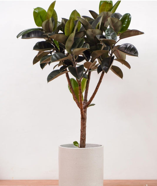 Ficus Big Rubber Plant New