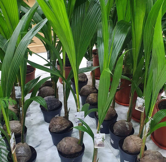 Indoor Coconut 130 to 150cm New