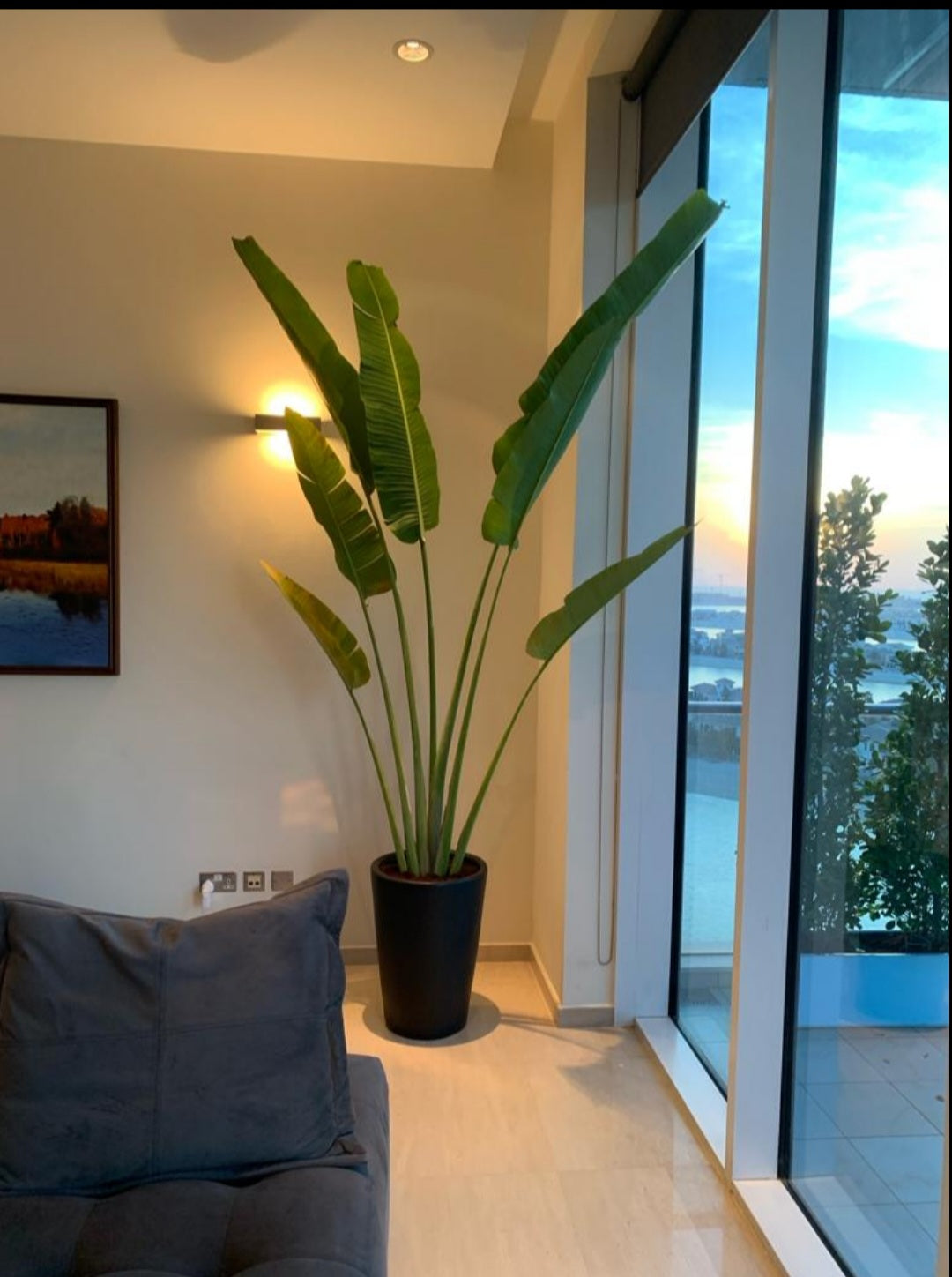 Office Plant Travellers Palm in Black Matte