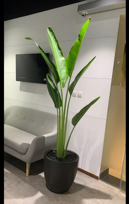 Office Plant Travellers Palm in Black Matte