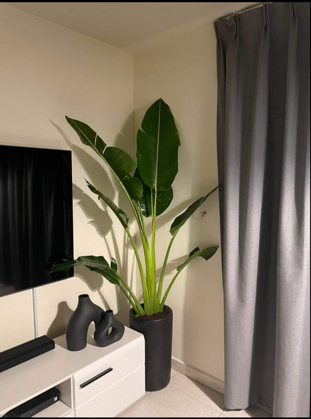 Office Plant Travellers Palm in Black Matte