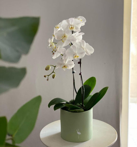 Orchid Real Flower 2-3 stems