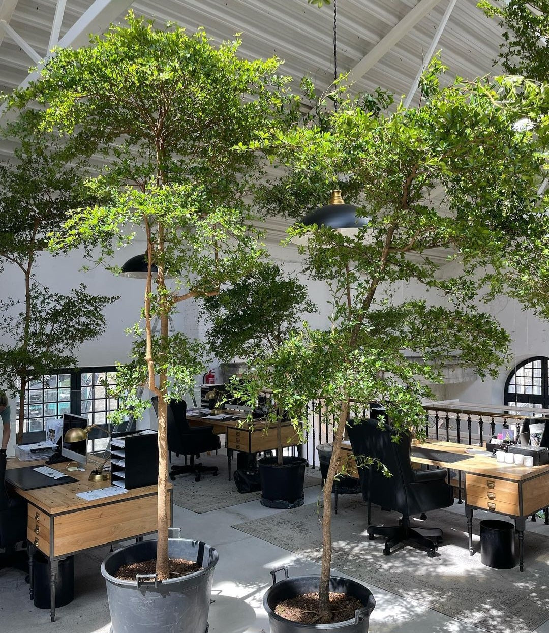 Shady Lady Tree 2.5m to 3m Plants Dubai