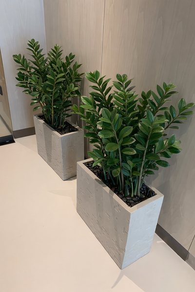 Two potted plants in gray planters on a light-colored floor. Snake Plant in Fiber Long Pot UAE.