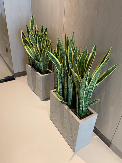 Snake Plant in Fiber Long Pot in UAE. Two snake plants in concrete planters on a light-colored floor. 