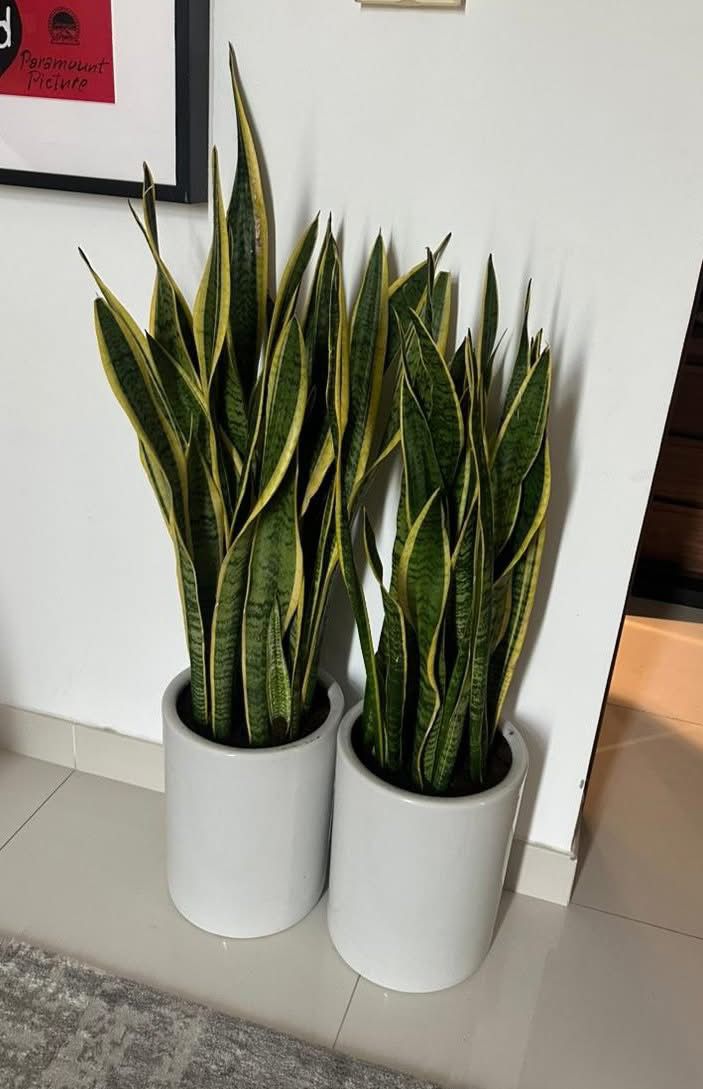 Snakeplant Big in White Ceramic  Each Indoor Plants UAE.