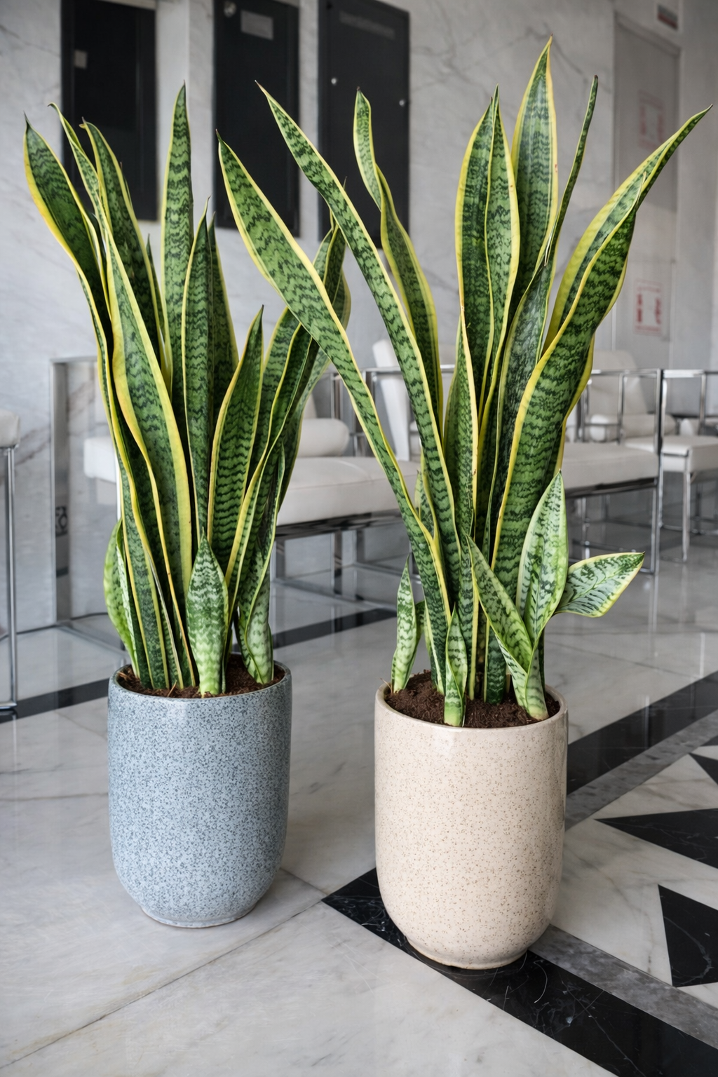 Snakeplant Each Promo Indoor Plants UAE