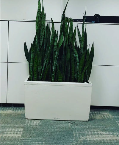 Snakeplant in Rectangle Fiber Pot Privacy Plants Dubai