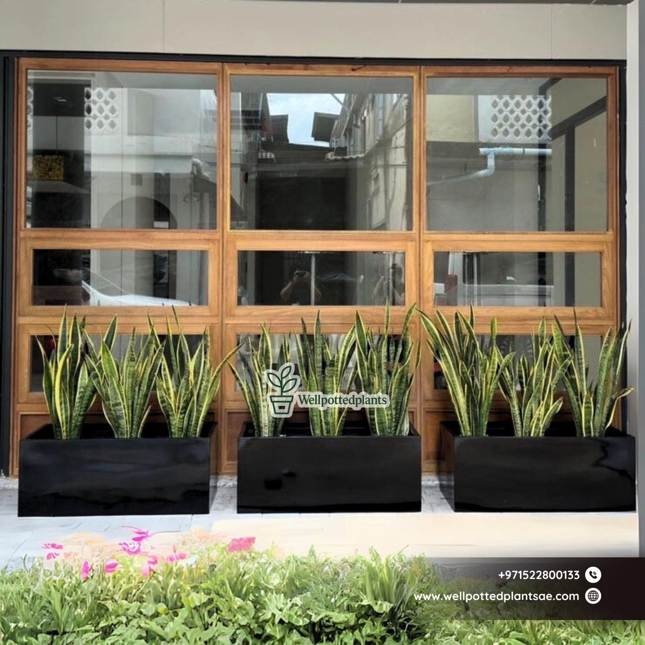 Snakeplant in Rectangle Fiber Pot Privacy Plants UAE