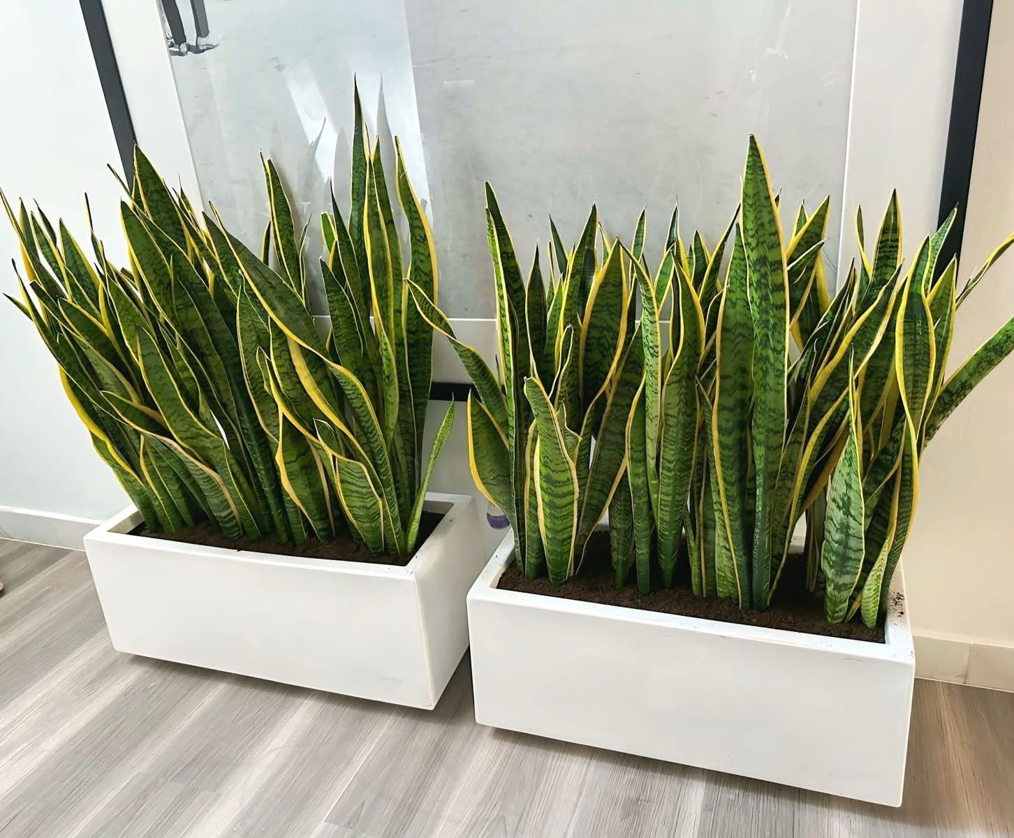 Snakeplant in Rectangle Pot Indoor Plants UAE.