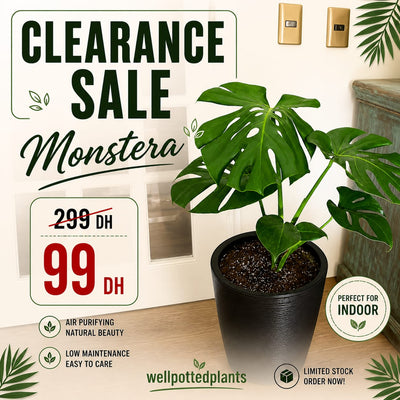 Special Clearance Sale for the Month of May.