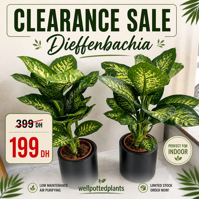 Special Clearance Sale for the Month of May Plants UAE