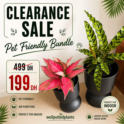 Special Clearance Sale for the Month of May UAE