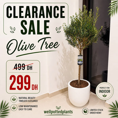Special Clearance Sale for the Month of May in Dubai