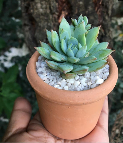Succulent in Terracota (Gift Plant) Indoor Plants Dubai