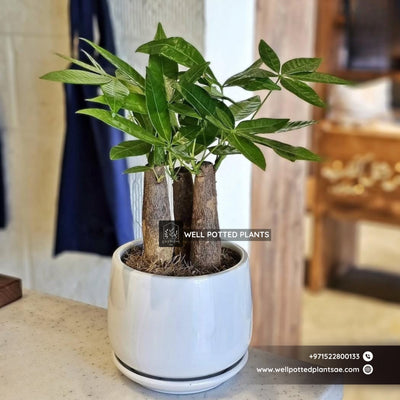Table Pachira Plant Dubai.
