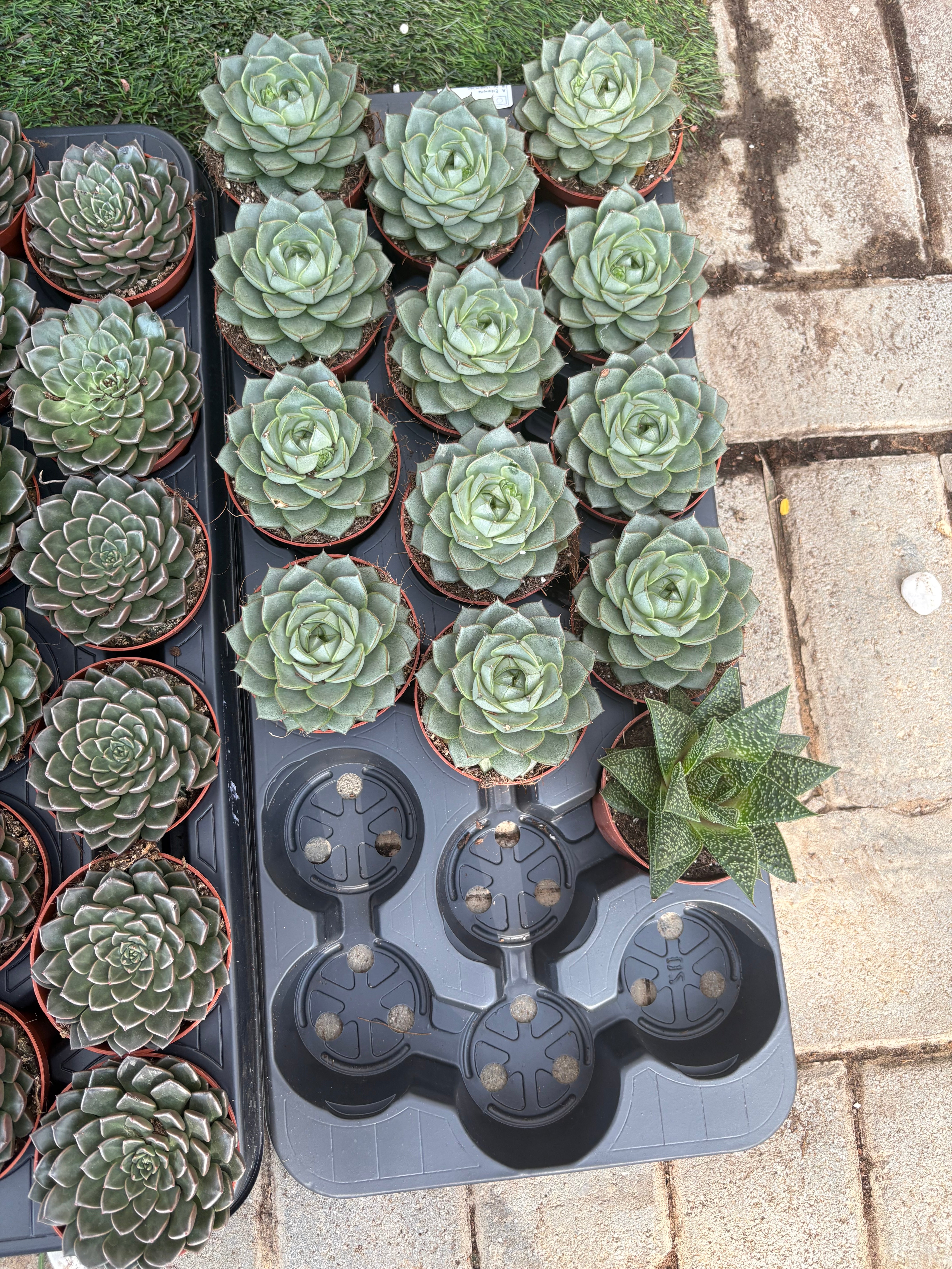 Table Plant Desk Plant Succulent Indoor Plants Dubai.