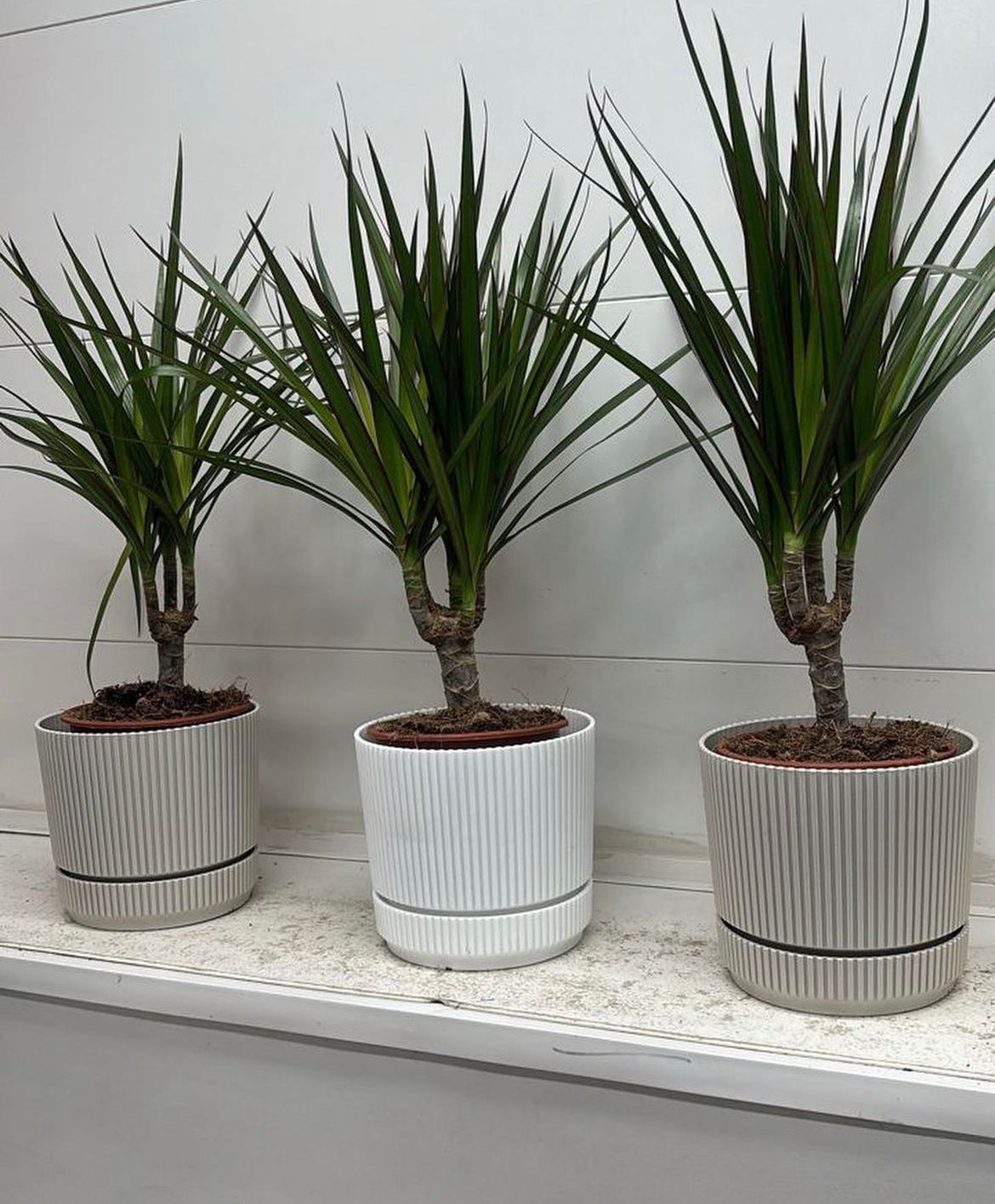 Table Plant Dracaena Indoor Plants Abu Dhabi. Three potted plants in white pots on a windowsill with a light gray background