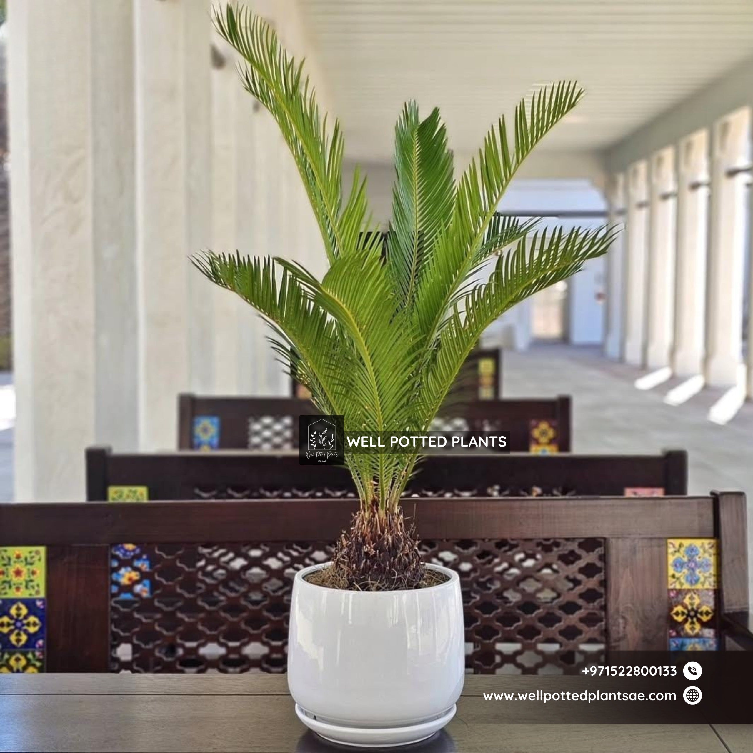 Table Plant Sago Palm Plants UAE.