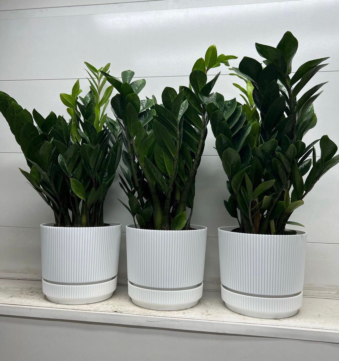 Table Plant Zizi Bundle 3pc Indoor Plants UAE