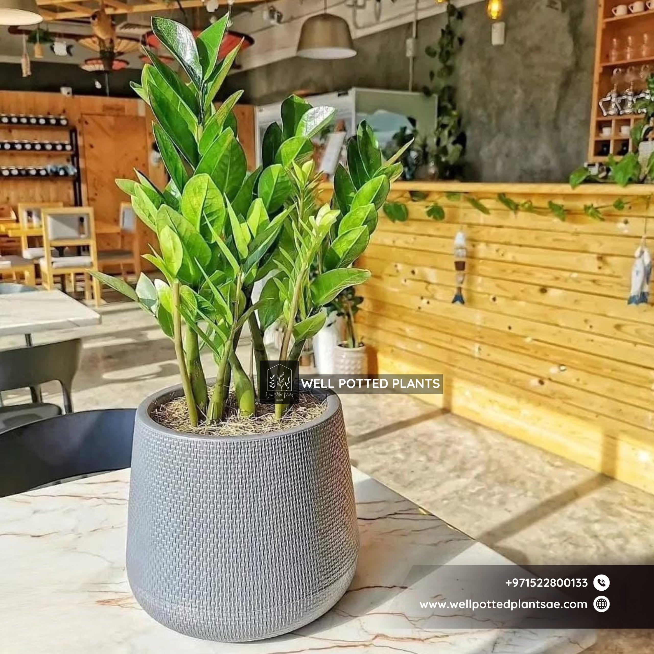 Table Zizi Plant UAE.