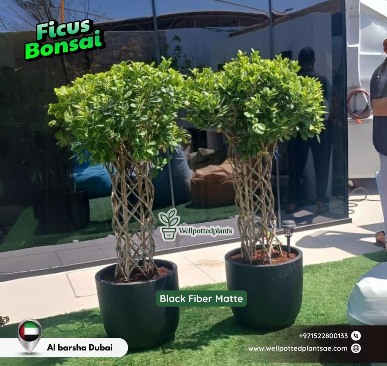 Twisted Ficus Bonsai Premium in Fiber Plants UAE
