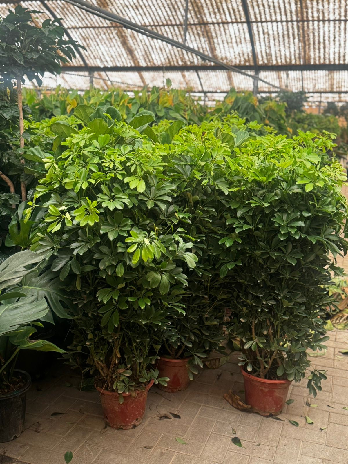 Umbrella Promo Outdoor Plant Dubai