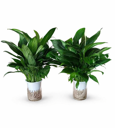 WATER PLANTS NEW PROMO at 99DH Plants Dubai