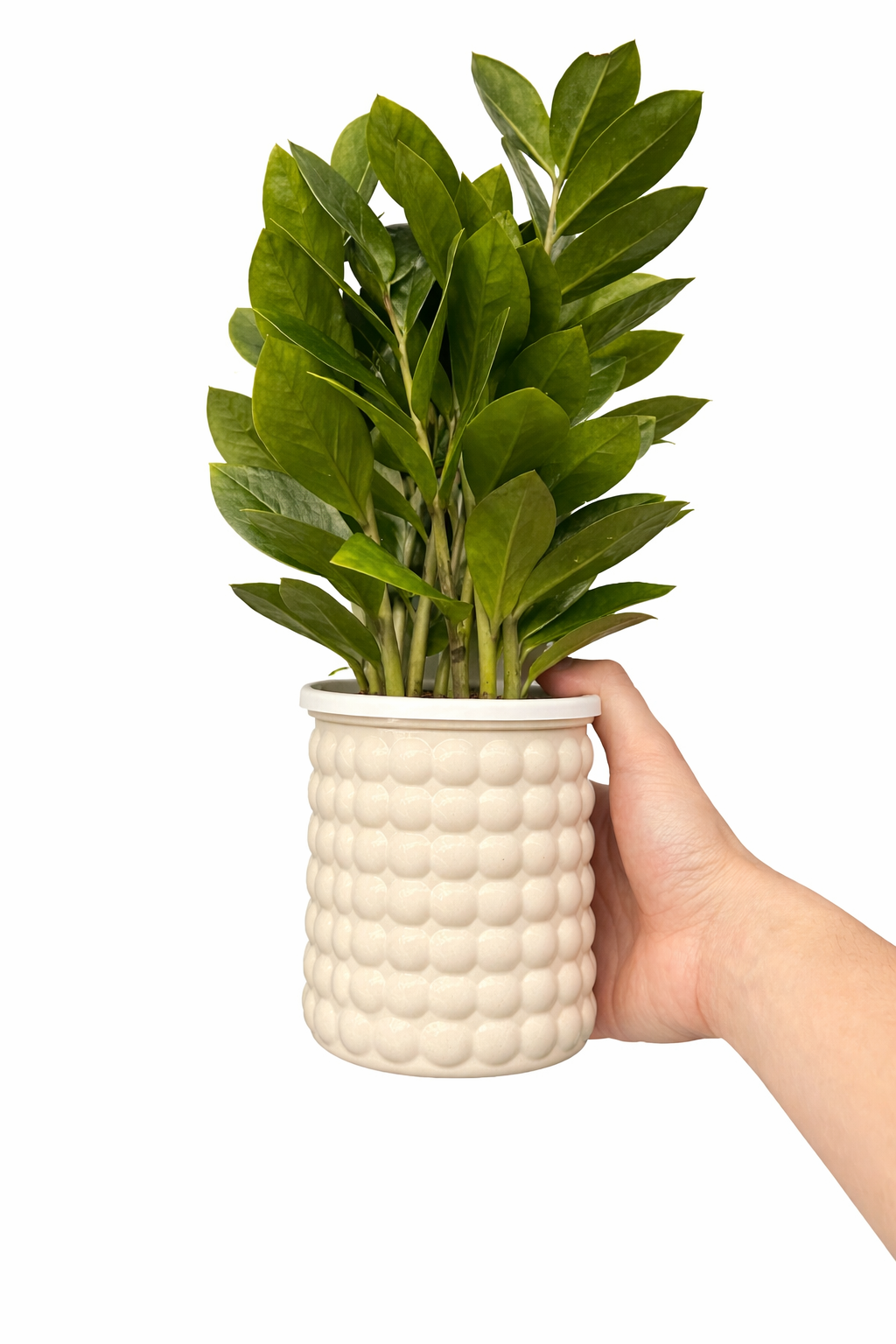 WATER PLANTS NEW PROMO at 99DH Plants UAE
