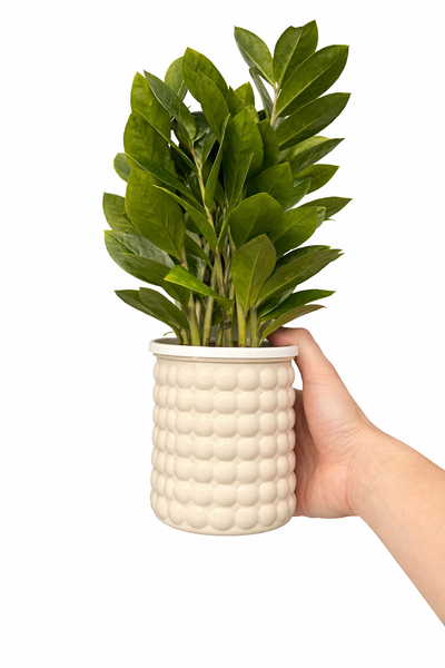 WATER PLANTS NEW PROMO at 99DH Plants UAE