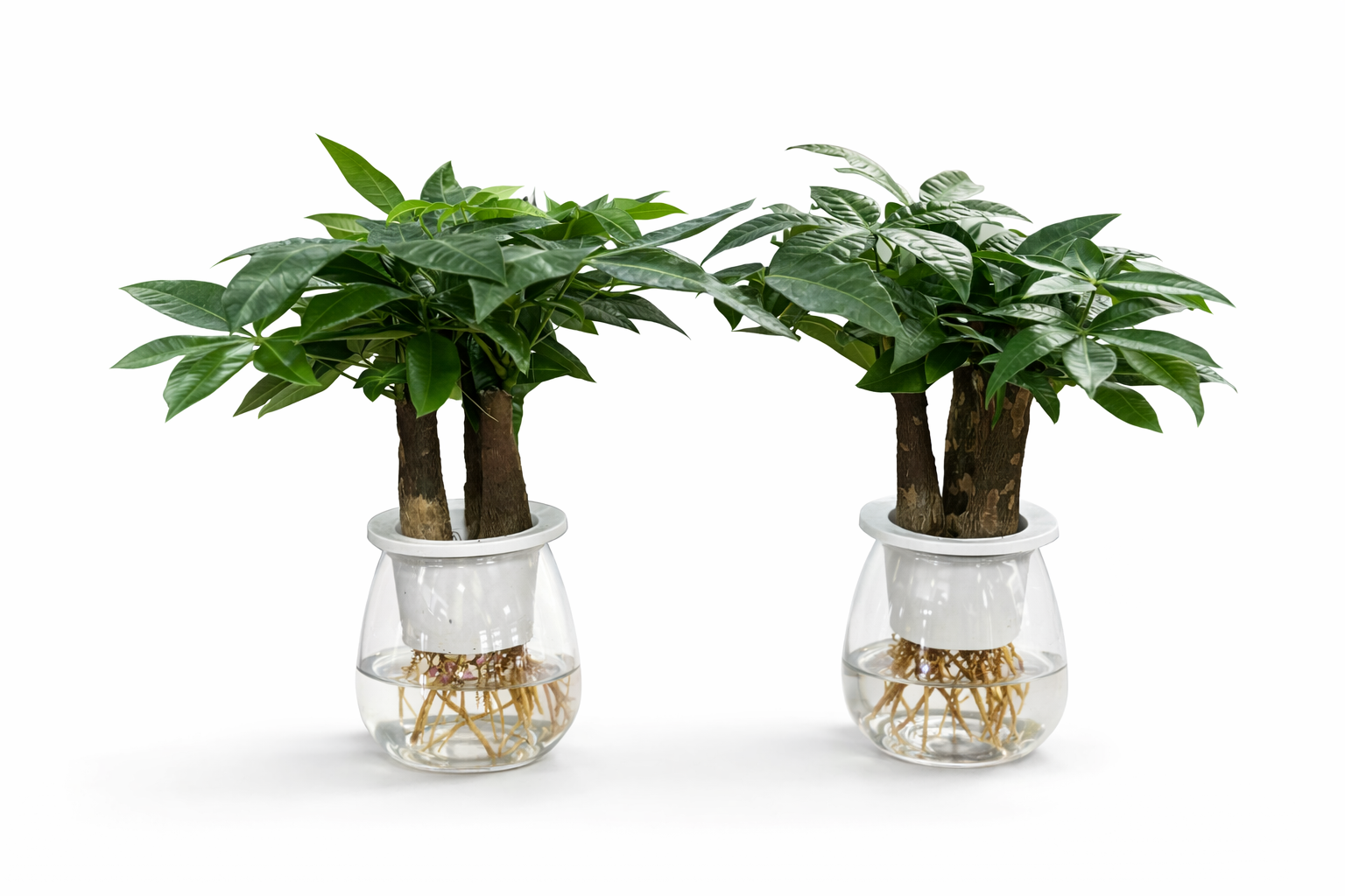 WATER PLANTS NEW PROMO at 99DH Plants in Dubai