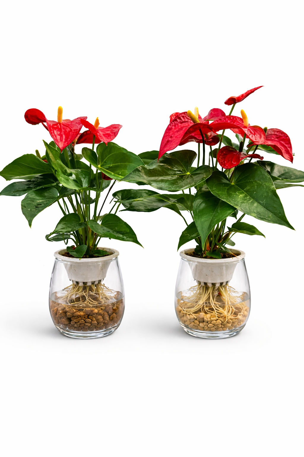WATER PLANTS NEW PROMO at 99DH UAE.