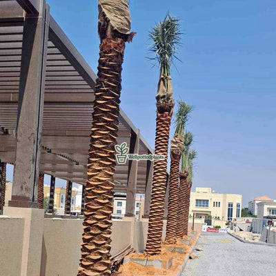 Washingtonia Palm Premium 2m Plants UAE.