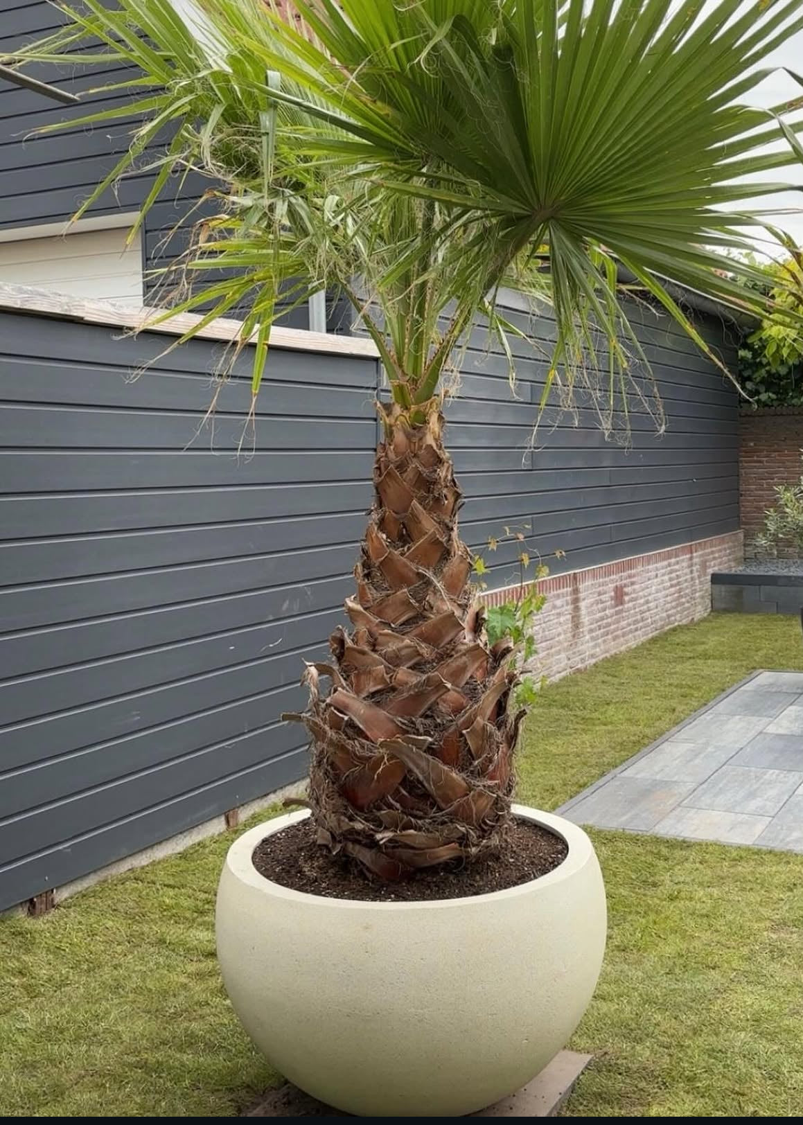 Washingtonia Palm Super Large in Fiber Outdoor Plants UAE.