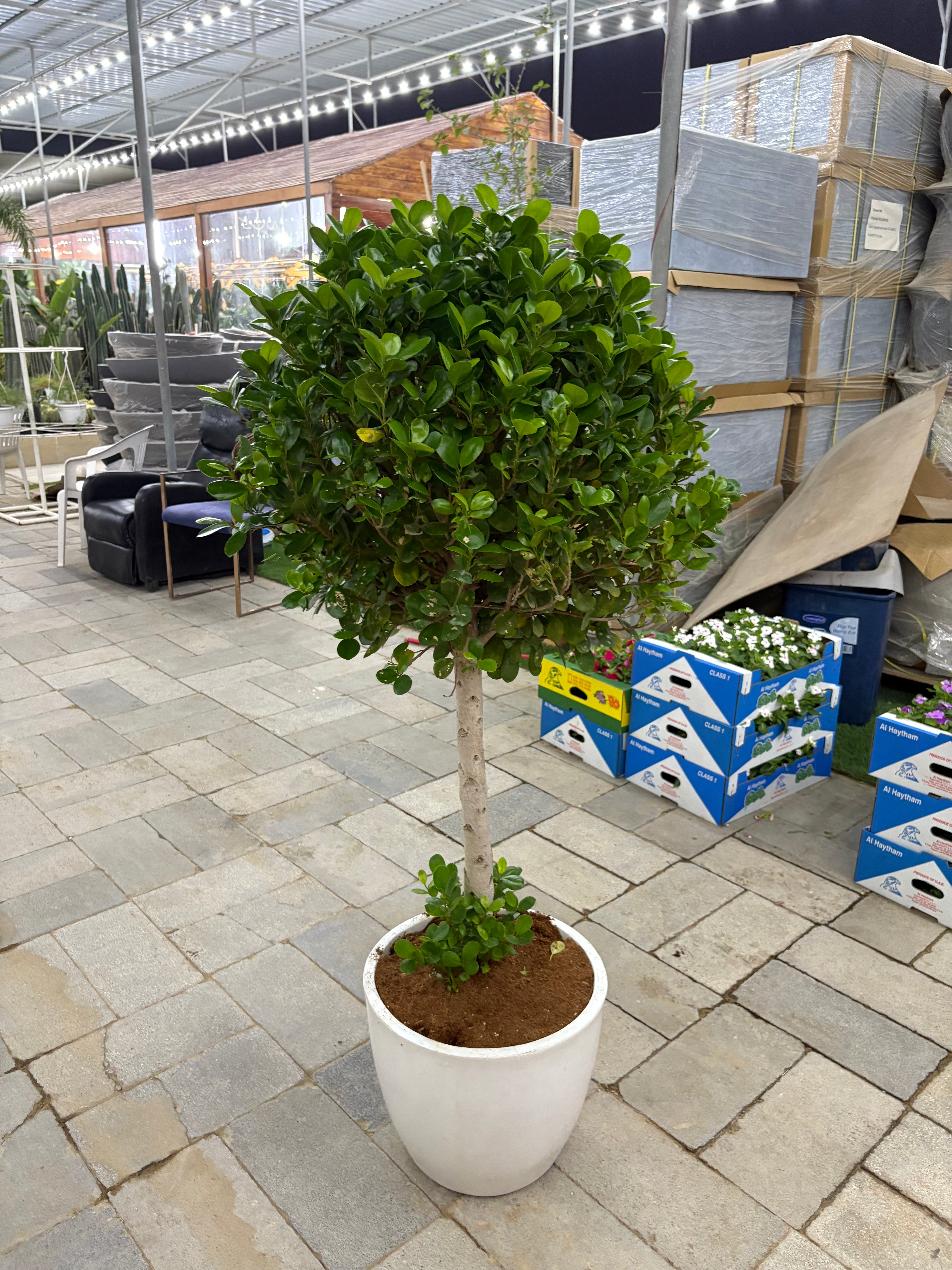 Wow Sale Tree Plants UAE