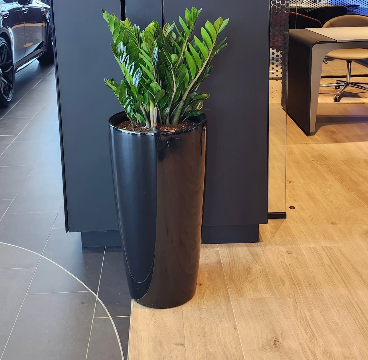 Zizi in Ceramic Pot Indoor Plants UAE