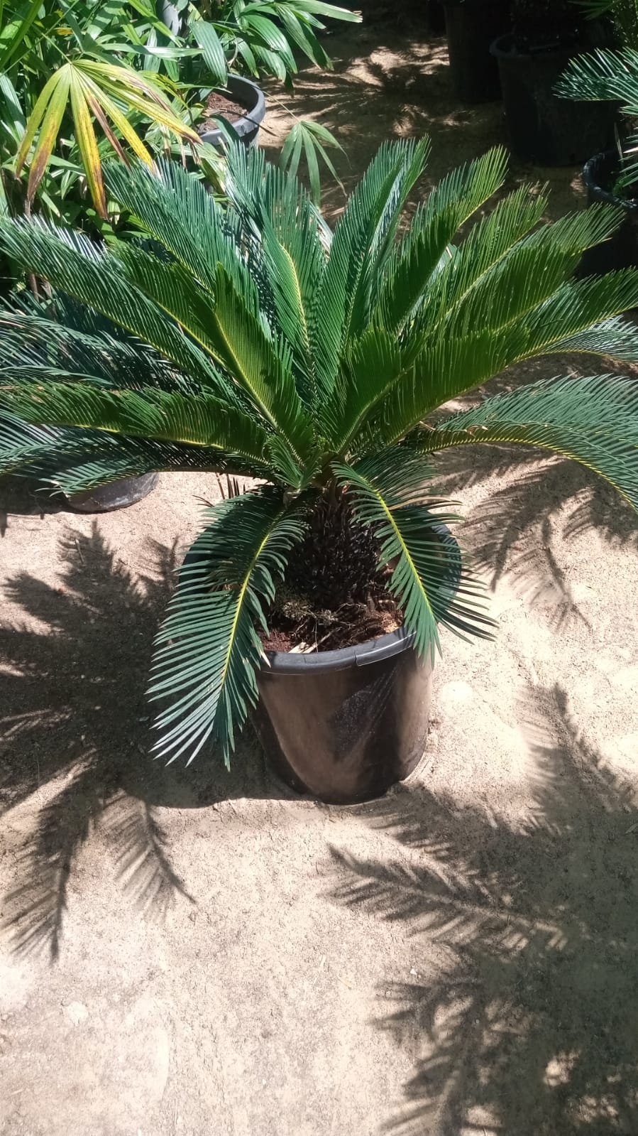 Sago Palm XL