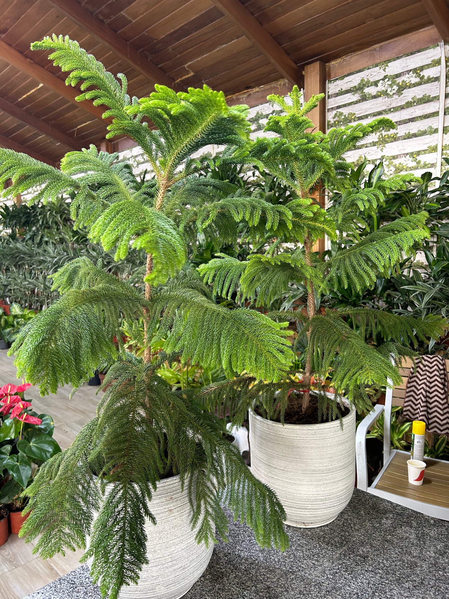 Pine Trees Each NEW – wellpottedplants