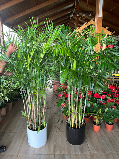 199DH WOW SALE Bamboo Palm (150 to 180cm) IN WHITE PROMO