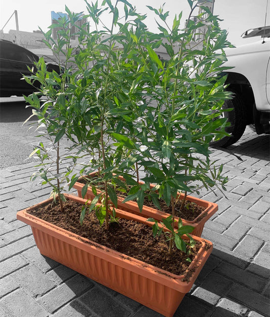 Outdoor Plant Bundle (2pots)