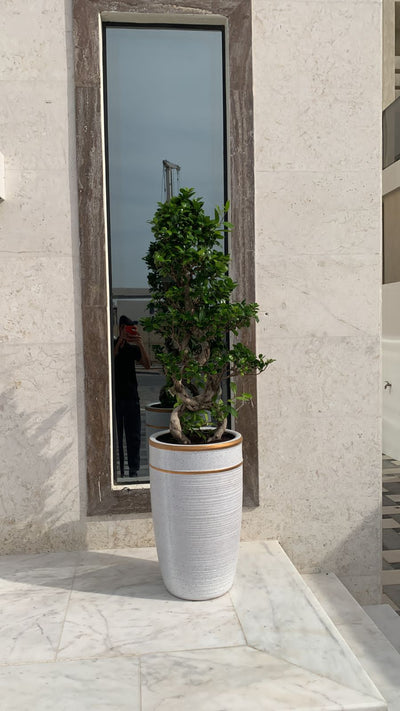 Bonsai Premium Large in Classy Pot
