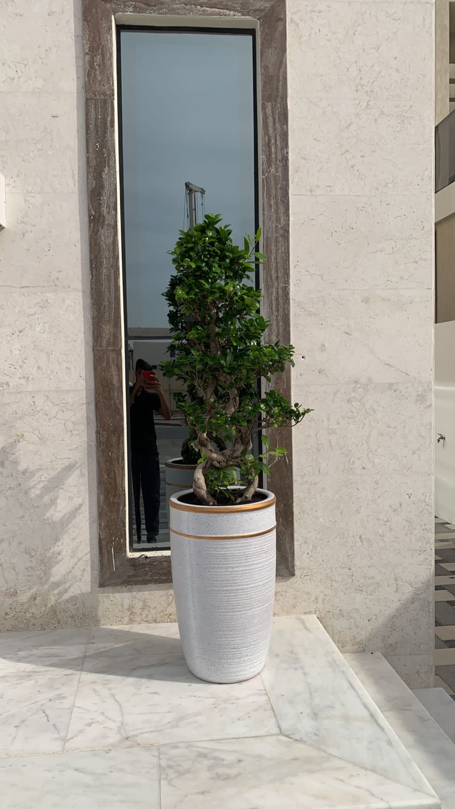 Bonsai Premium Large in Classy Pot